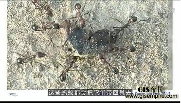 沙漠蚂蚁搬运重物